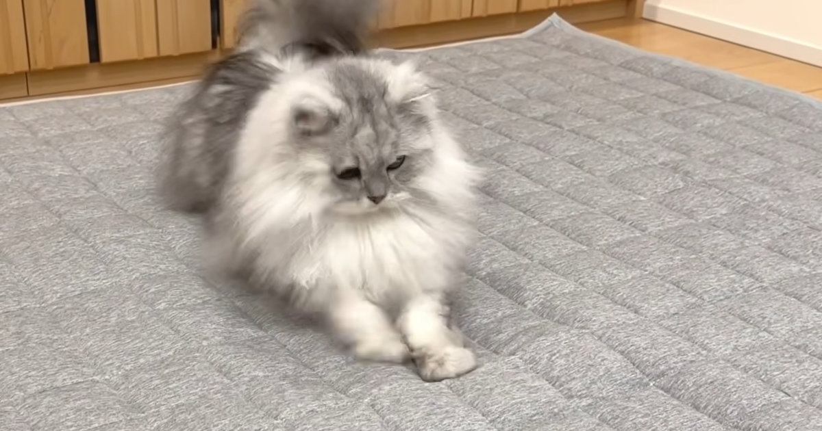 カーペットを交換していると、猫たちが興味津々な様子で…『可愛らしい反応』に癒される人が続出「テンション高めｗ」「個性が出るね」