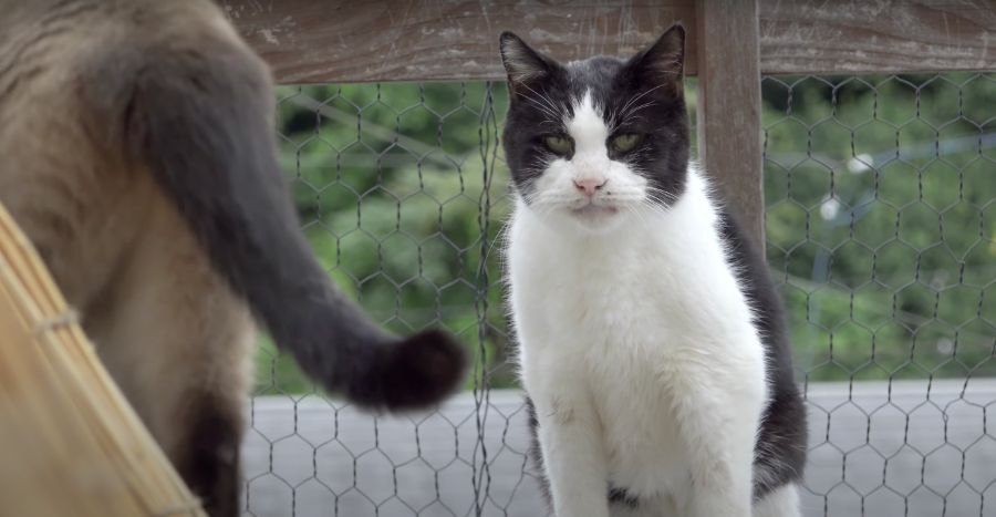 お外は気持ちいいにゃ〜！寛ぐ猫ちゃんとうろつく兄妹猫ちゃん