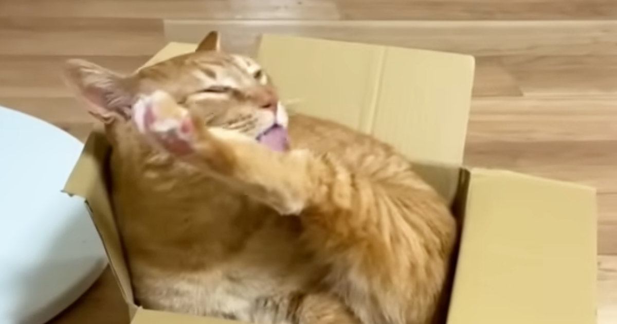 段ボール箱が大好きな猫→涼しそうな『新しいベッド』を用意してみると…翌日の『笑ってしまう展開』に反響「ミッチミッチが好きなんだｗ」