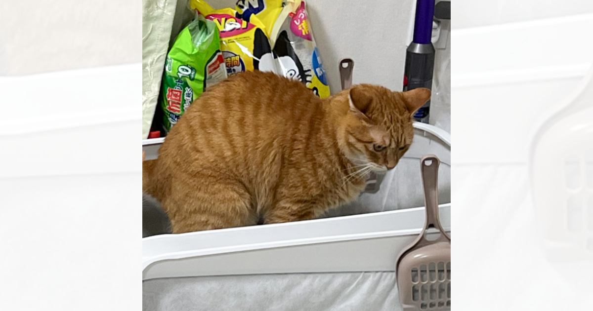 真剣な表情でトイレをする猫→すぐ横を見てみると…あまりにもシュールすぎる瞬間に爆笑「やめたげてｗ」「なんかの罰ゲーム？ｗ」と20万表示