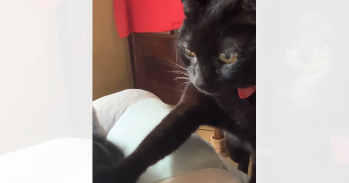 飼い主さんが眠っていると、猫が起こしにやって来て…『可愛すぎる行動』に悶絶する人が続出「声がたまらん」「う～んが可愛い」と28万再生