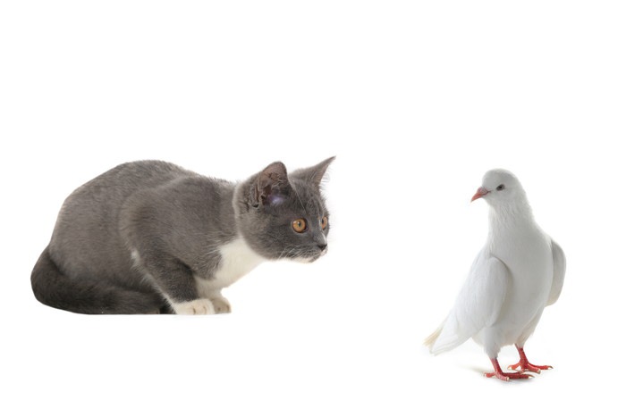 猫が鳥を捕まえてくる理由と一緒に飼うための方法