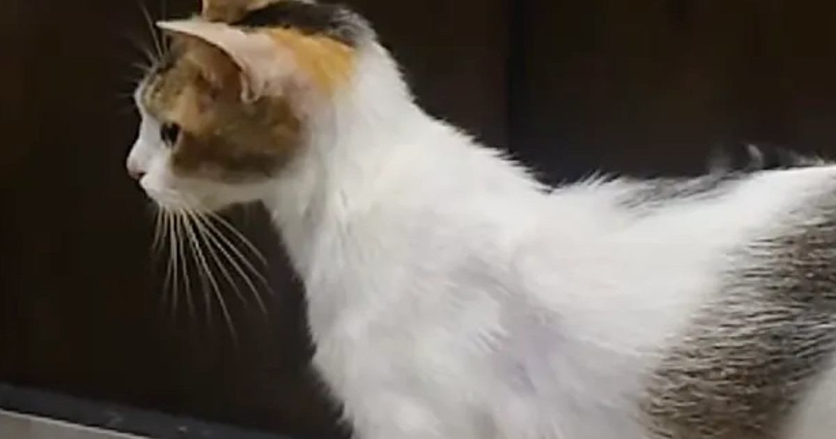 2年前に出会った『ガリガリの野良猫』→保護された現在…涙あふれる『ビフォーアフター』に1万いいね「とても幸せそう」「良かったねぇ」