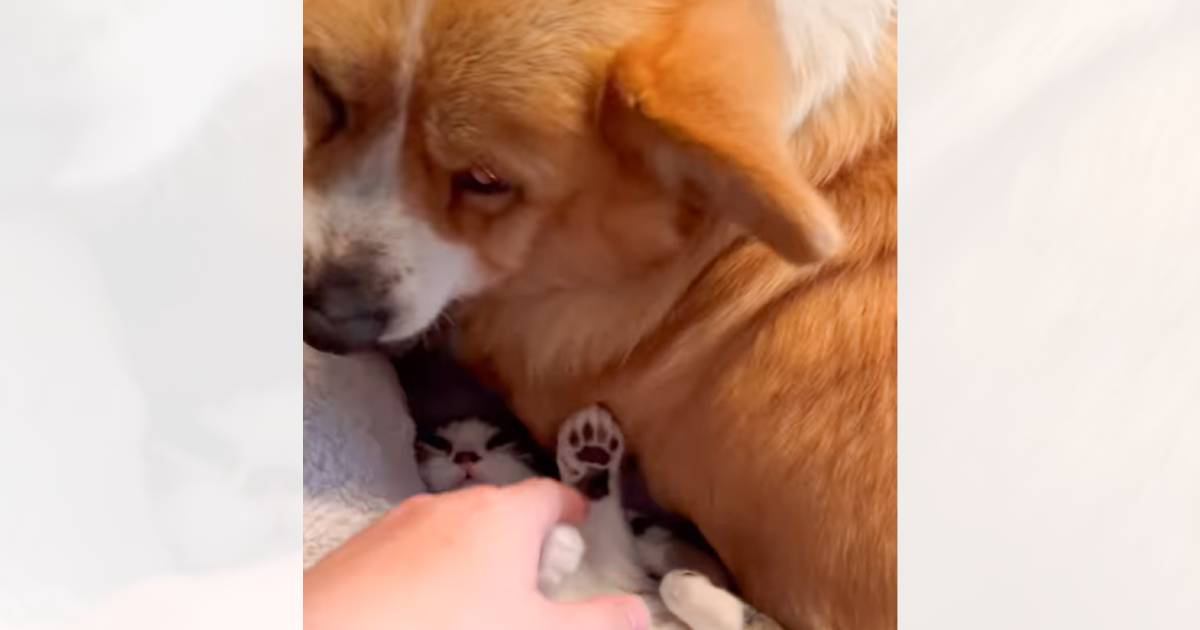 犬の下に何かいると思ったら、子猫が…声をかけてみると→思わずニヤける『可愛すぎる瞬間』が45万再生「呼吸確保してねｗ」「温かいもんね」