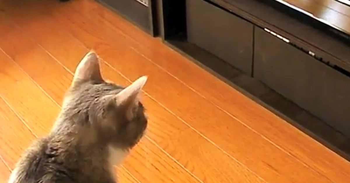 DVDレコーダーを見つめる猫→突然『ディスクトレイ』が出てきた結果…ほっこりする光景が23万再生「とても和んだｗ」「かわいすぎる」