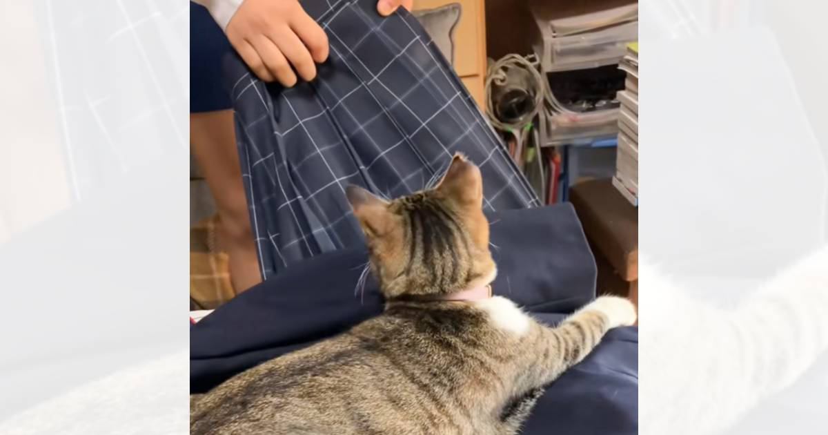 「もう休むしかないｗｗ」お姉ちゃんが学校の制服を着ようとしたら…『絶対に阻止したい猫』の必死すぎる姿が64万再生「全体重かけてるのにｗ」