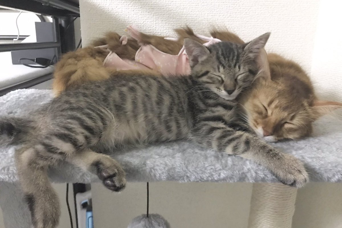 極上癒し♡寄り添って幸せそうに眠る猫達が平和過ぎると話題！