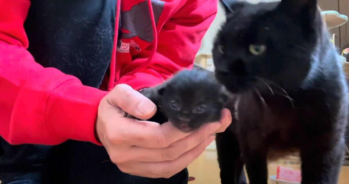 野良猫が産んだ生後５日目の子猫をこっそり抱っこしたら…予想もしてなかった『まさかの展開』が145万再生「感動した」「ジーンと来るね」