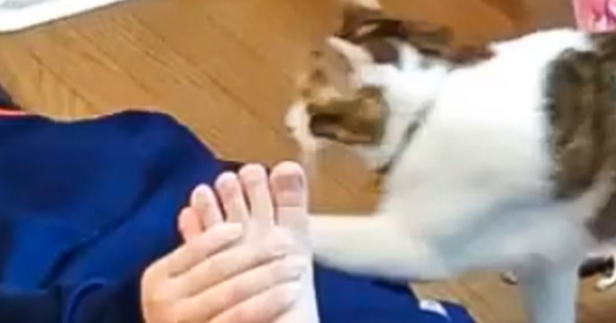 お姉ちゃんがストレッチをしていたら、猫が…思わず笑みがこぼれる『微笑ましい瞬間』が191万表示「完璧な乗っかり方」「信頼感の深さが尊い」