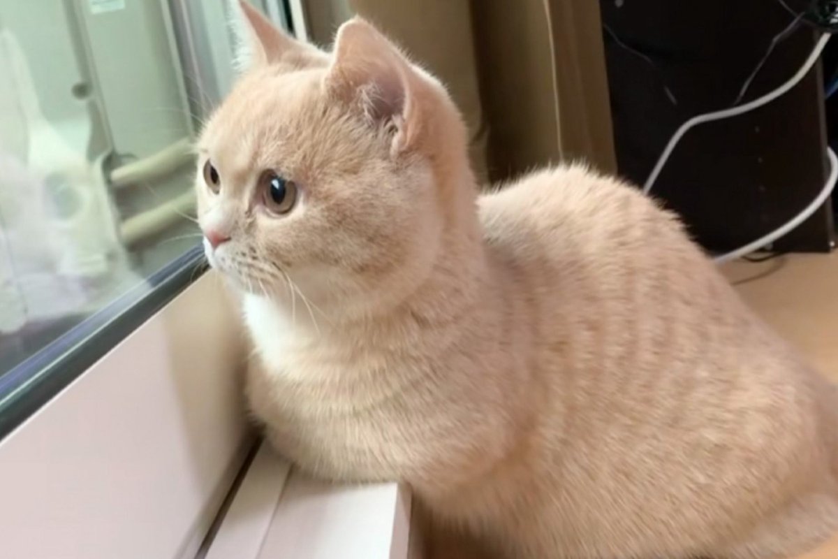 窓の外を眺める猫→横にいた『飼い主さんの存在』に気付いた次の瞬間…可愛すぎるリアクションが196万再生「あっ主しゃん～」「悶絶した」