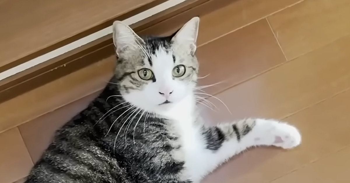 大好きなお父さんを見かけた猫、足元で何度もゴロンと転がって…たまらなく可愛い『甘えん坊っぷり』に「幸せだねぇ」「微笑ましい」の声