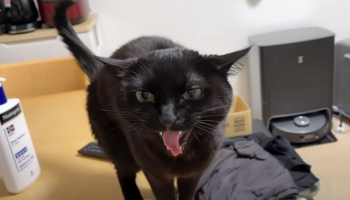 お留守番をしていた猫→飼い主さんの"帰りが遅くなった"結果…文句を言ってくる様子に笑っちゃう人が続出「魂の叫びｗ」「寂しかったのね～」