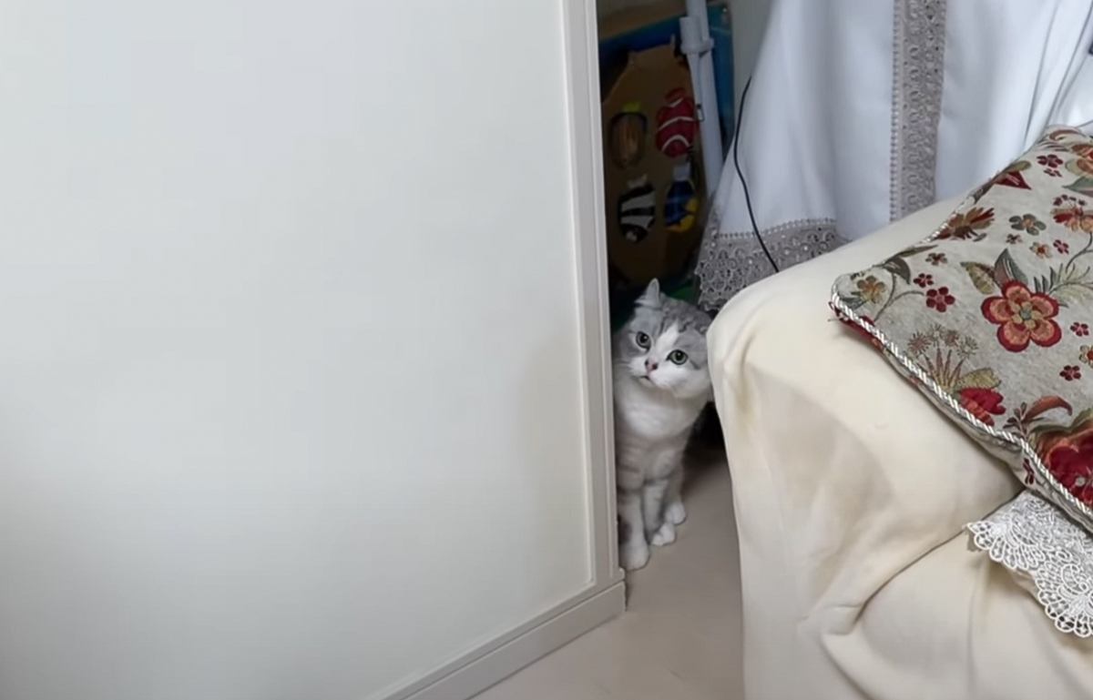 久しぶりに帰省した長男→猫2匹と『再会』した結果……思わず笑っちゃう『切ない光景』が反響「たまらなく可愛い」「家政婦は見たｗｗ」