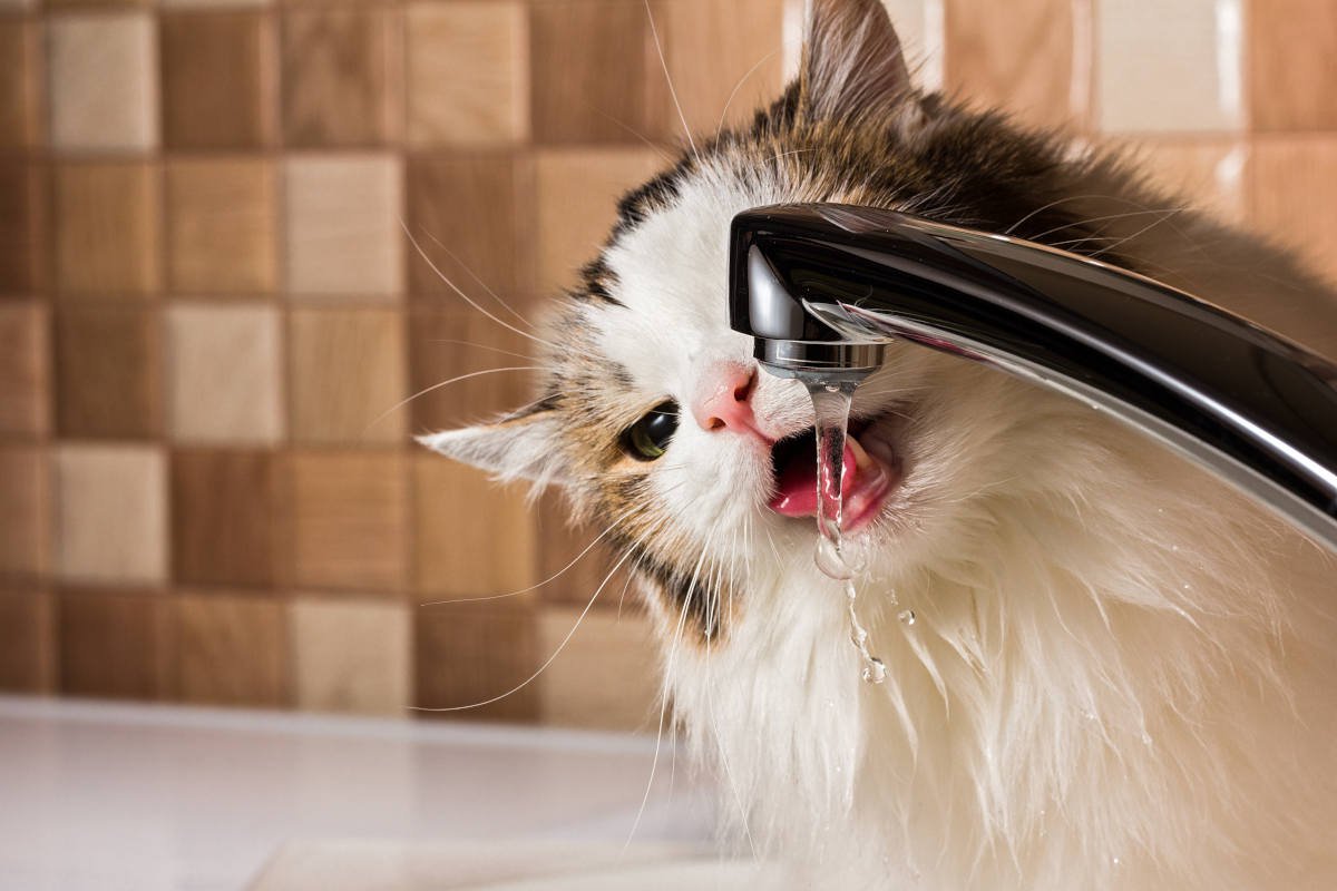 愛猫が『あまり水を飲まない』ときの対処法3選　1日どのくらいの水分量を摂るのが正解？