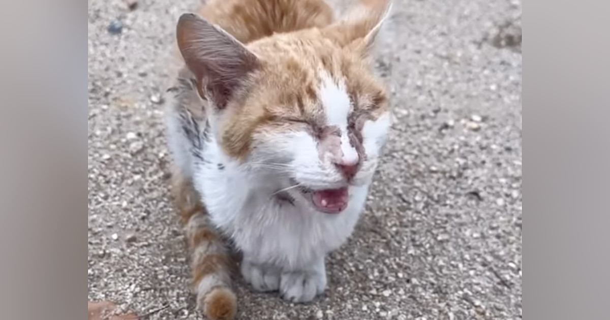 目が開かない状態で外をさまよっていた『ボロボロの猫』→保護されると…別猫のような『変化』に感動の声「優しさに涙が出た」「ありがとう」