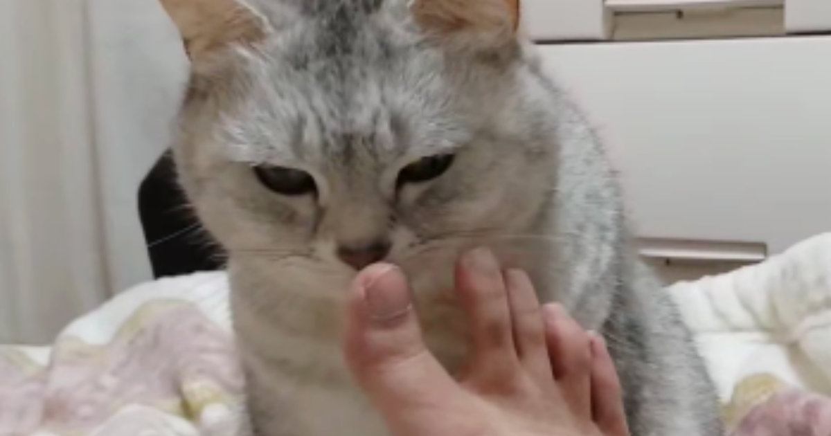 飼い主さんの『足のにおいを嗅いだ猫』が次の瞬間…想像以上に『臭そうなリアクション』が267万再生「目シパシパしてて笑う」「天国見えたｗ」