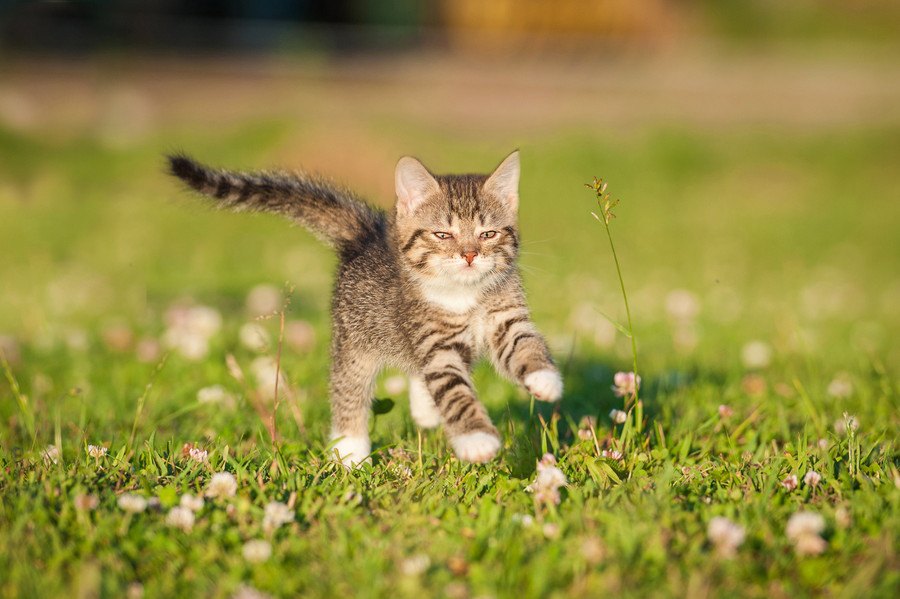 猫が早歩きするのはどんな時？5つの気持ち