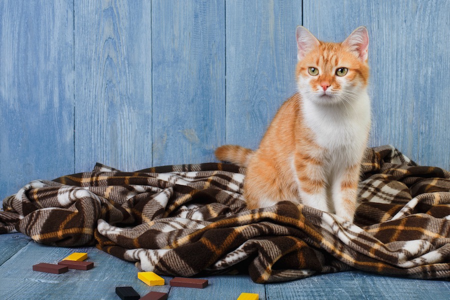 猫がトイレの場所では無い所でホリホリする心理