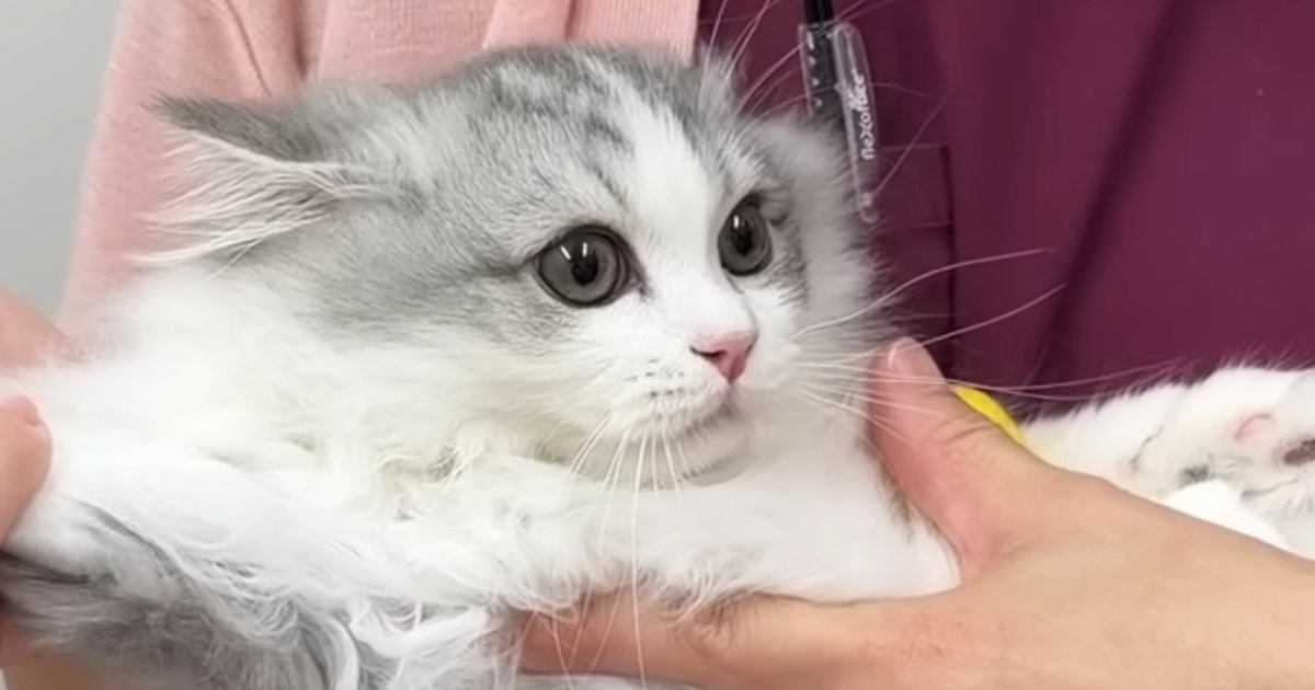 何も知らない子猫を『病院』に連れて行ったら…微笑ましすぎる光景と『心温まる展開』に反響「愛情いっぱいだね」「怒っててもかわいい」