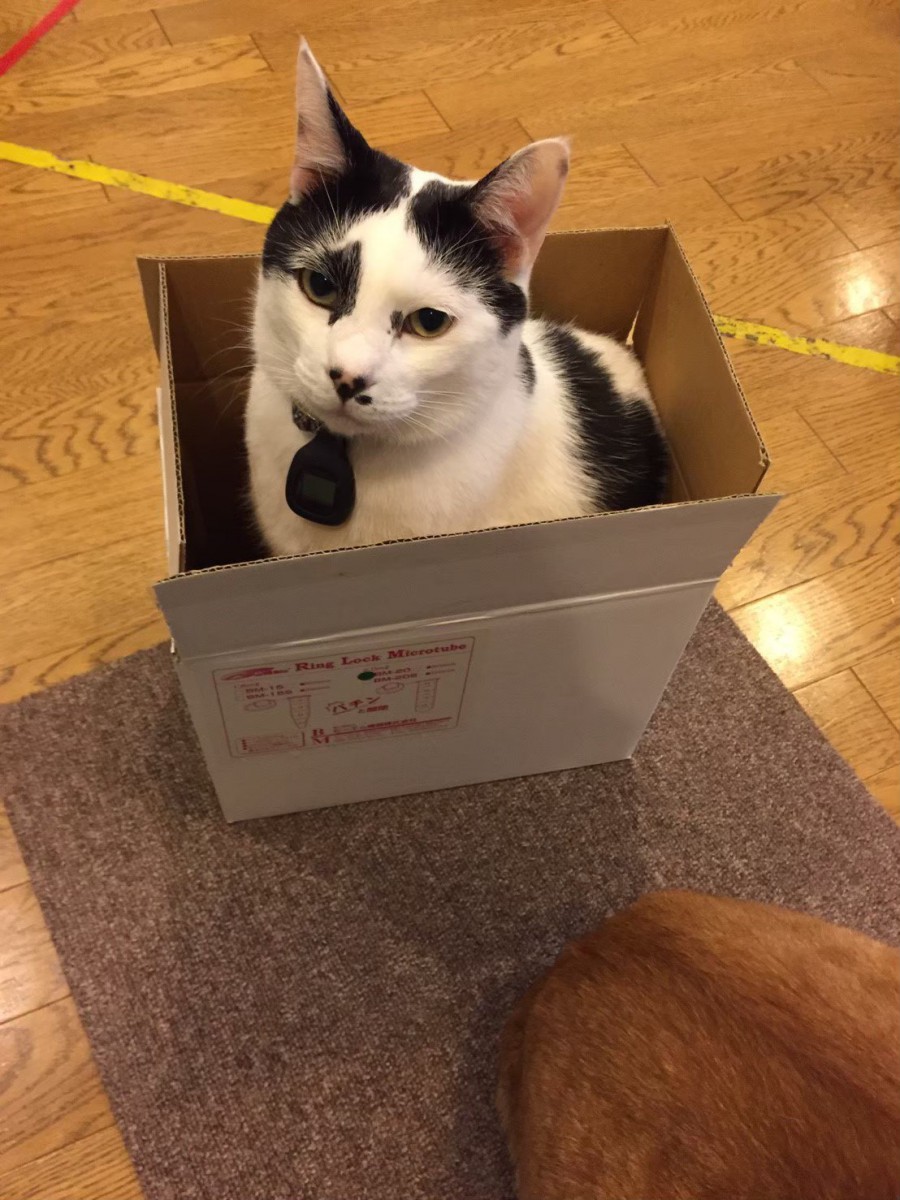 キャットストレススコアで判明。箱があるお部屋にいると猫はストレスを感じにくい事が判明