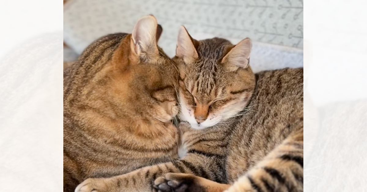 闘病中で元気がない猫に……同居猫がとった『まさかの行動』に胸が熱くなると121万再生「大好きなんだね」「あまりにも尊い」と大反響