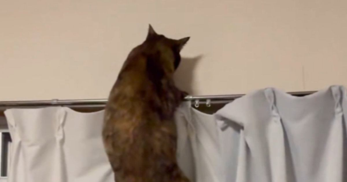 猫が『カーテンレールの上』に行こうとした結果…つい笑ってしまう『まさかの展開』が130万表示「声出たｗ」「悪い子すぎるｗ」と話題