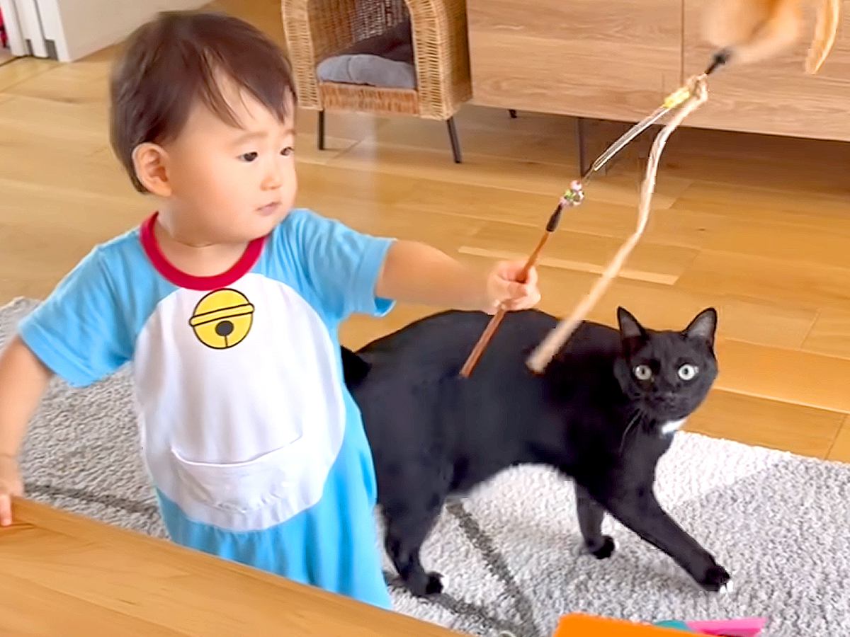 ３匹の猫にスルーされる赤ちゃん→『羽根つき猫じゃらし』を手にした結果…『素敵な展開』に反響「ネコ使いになれるよ」「猫社会になじんでる」