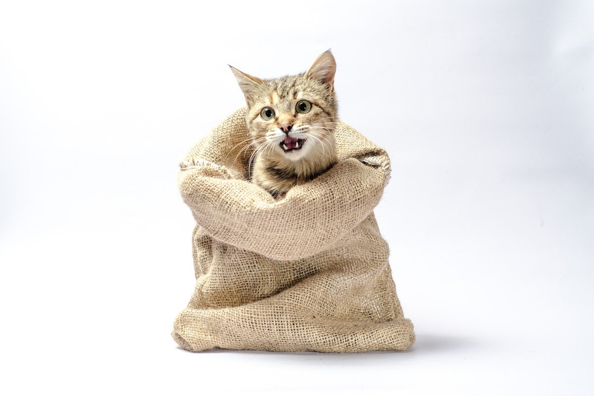 猫が登場する『ことわざ・慣用句』8選　世界中で使われている教訓とは？