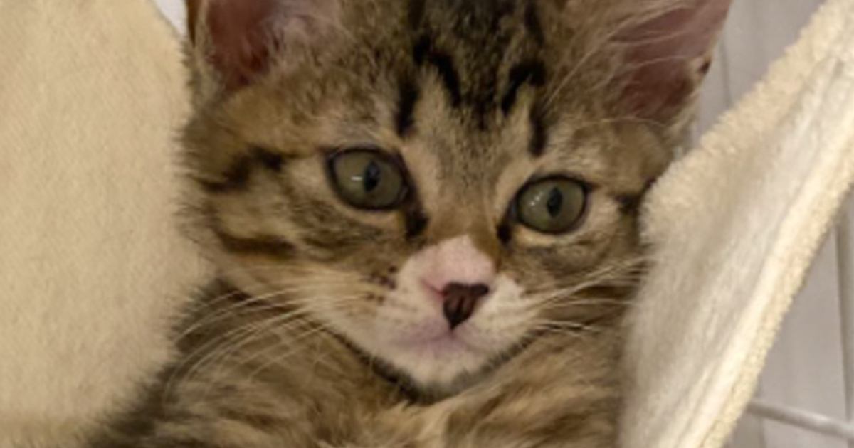 ハンモックの上を見てみると、子猫が……心奪われる人が続出の『素敵な瞬間』に5万いいねの反響「女優さんみたい」「ズッキューン」