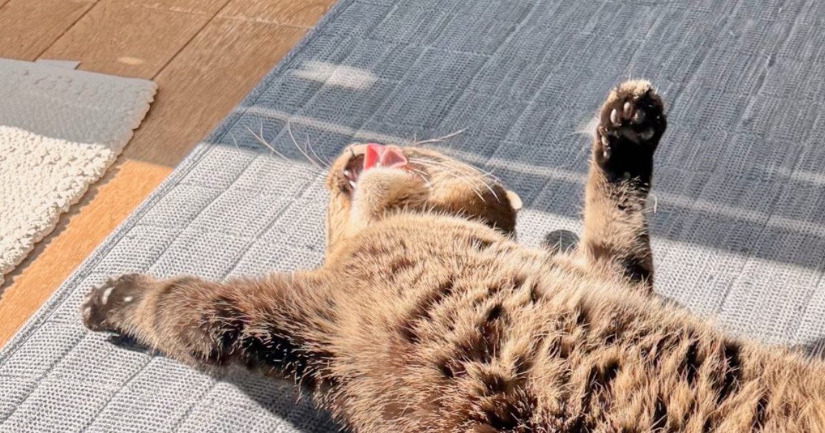 保護猫をおうちに迎えてから『４年』→日向ぼっこ中の様子を見ると…「安心しすぎてるｗ」「幸せなんだよねｗ」思わず笑ってしまうポーズに反響