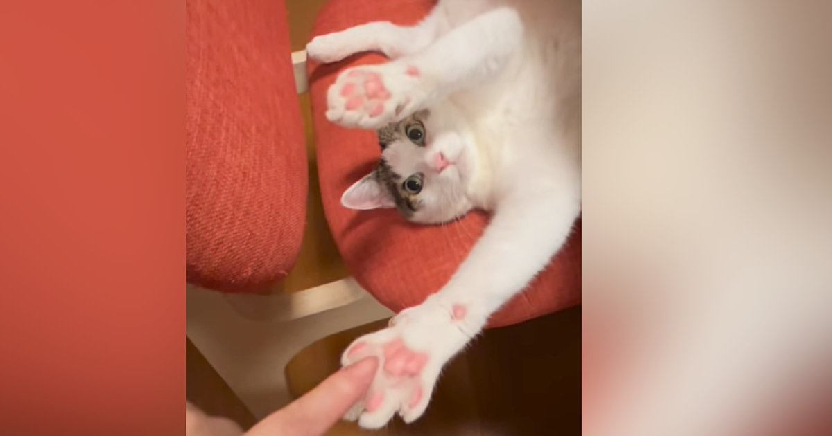 椅子の上でバンザイする猫→飼い主が指を差し出したら…可愛すぎる反応が17万再生「ファンサービスを知ってるｗ」「怠惰な握手会ｗ」