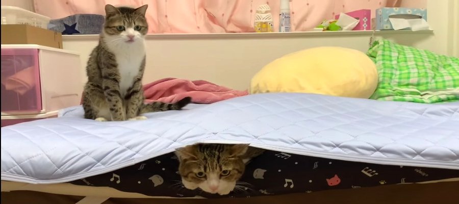 『隠れているのはだぁれ？』見えないバトルを繰り広げる猫ちゃんたち♡