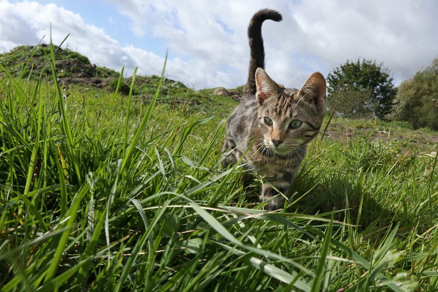 猫が帰ってくるおまじないを試して迷子ペットをお家に導こう！