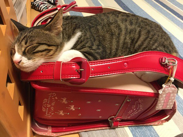 猫のベッドを快適にする手軽な方法５つ