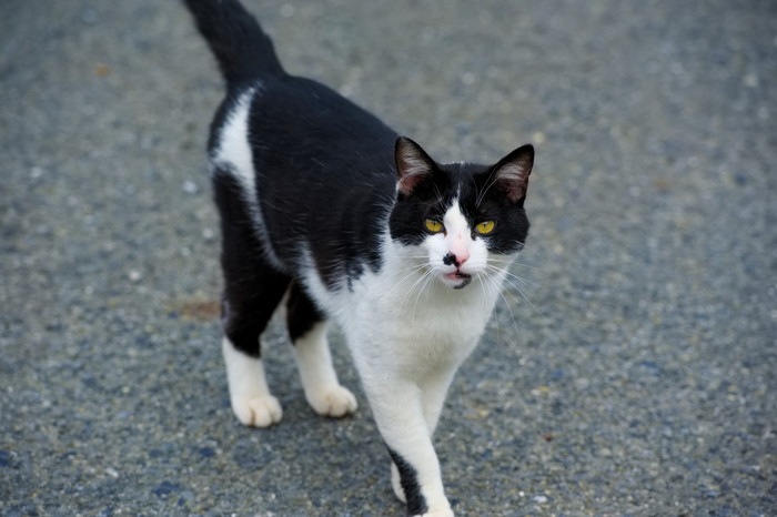 日本で暮らす猫の種類について