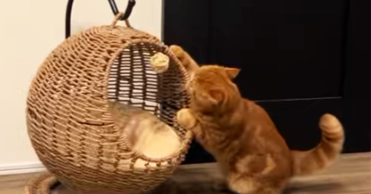 猫がキャットハウスの中でくつろぐと思ったら…まさかの『使い方』と『表情』に爆笑の声続出「ぷるぷるしてるｗ」「教えてあげたいｗｗ」