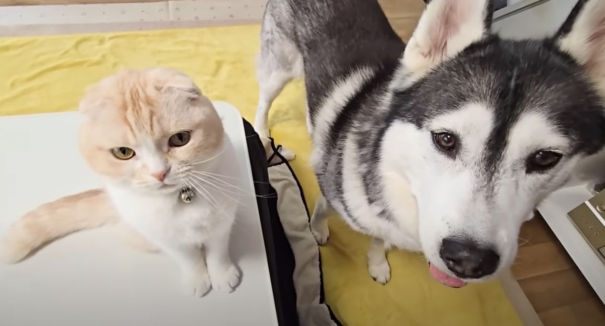 暖かくなってきて『コタツ』をしまおうとしたら、猫と犬が…断固拒否する様子が可愛すぎると反響続々「反対運動かわいいｗ」「癒された」