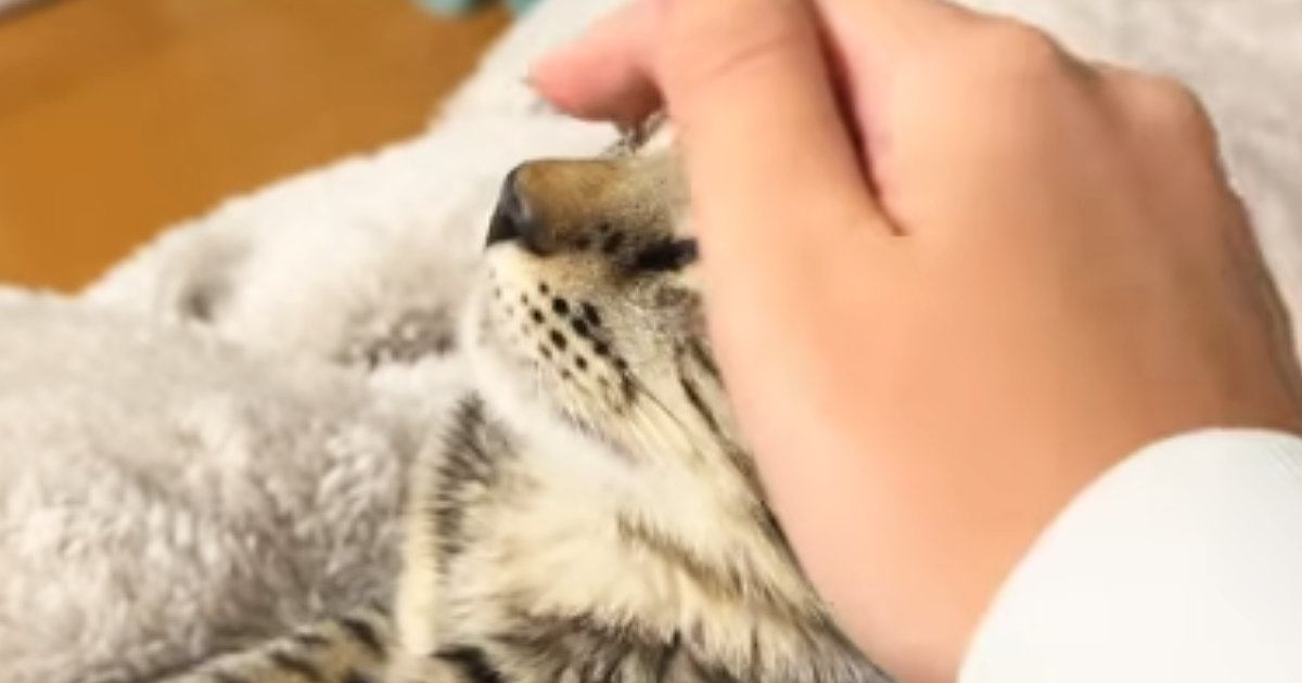 頭をなでられて『うっとりとした表情の猫』→手が離れると……可愛すぎる瞬間が36万再生「いやーかわいっ」「あれ？終わった？みたいな」