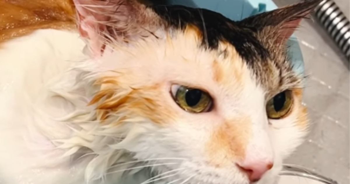 お風呂に入れられた猫→逃げ出すかと思いきや…想像以上に『お風呂大好き』な光景が37万再生「すごい気持ちよさそう」「猫卒業してるｗ」