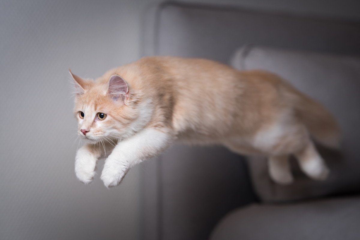 猫が『すごく楽しんでいる』ときにみせるサイン3つ　愛猫を喜ばせるための方法もご紹介