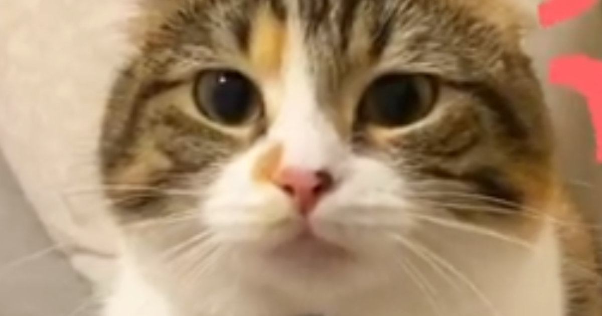 仕事に行こうとしたら、『ジーっと見つめてきた猫』→次の瞬間…思わず休みたくなる光景が70万再生「休むしかないｗ」「構ってほしいのかな」