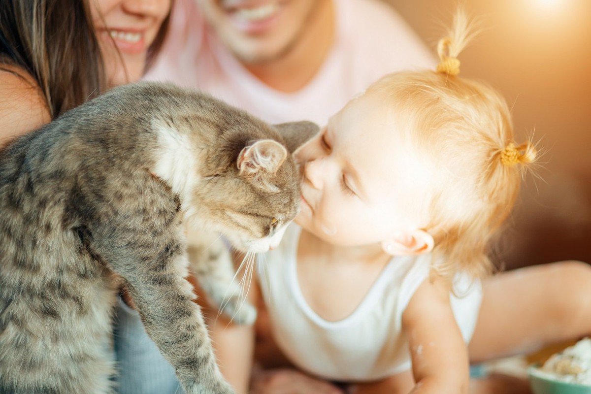 オス猫が子育て！？パパとして頑張った実例３個をご紹介！