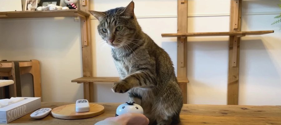 元保護猫ちゃんが“呼び鈴”チャレンジ！　おやつを使ったトレーニングの結果は？