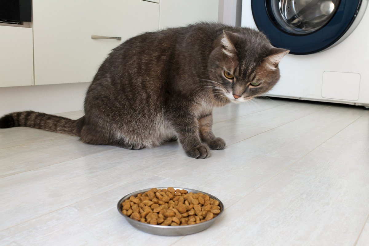 猫が『急にごはんを食べなくなる』ときに疑うべき4つの原因　様子見ではダメな場合も