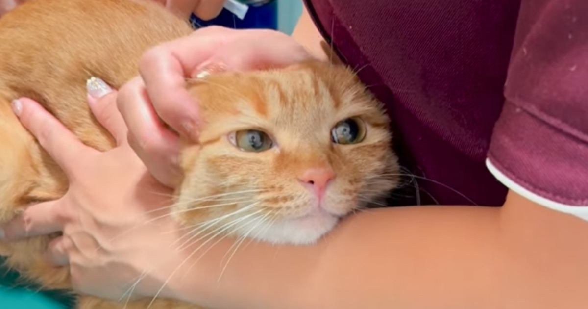 動物病院に猫を連れてきた飼い主さん→獣医に名前の由来を聞かれて…診察室大盛り上がりの『回答』が78万再生「確かに」「本当にかわいい」