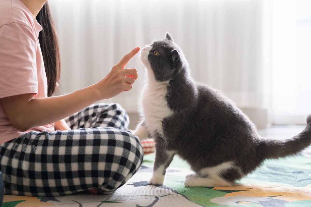猫が『差し出された指先』のニオイをどうしても嗅いでしまう理由3選　猫と仲良くなるための第一歩？
