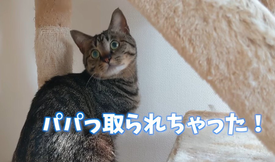 苦手を克服しようと頑張った猫ちゃんに起きた悲劇