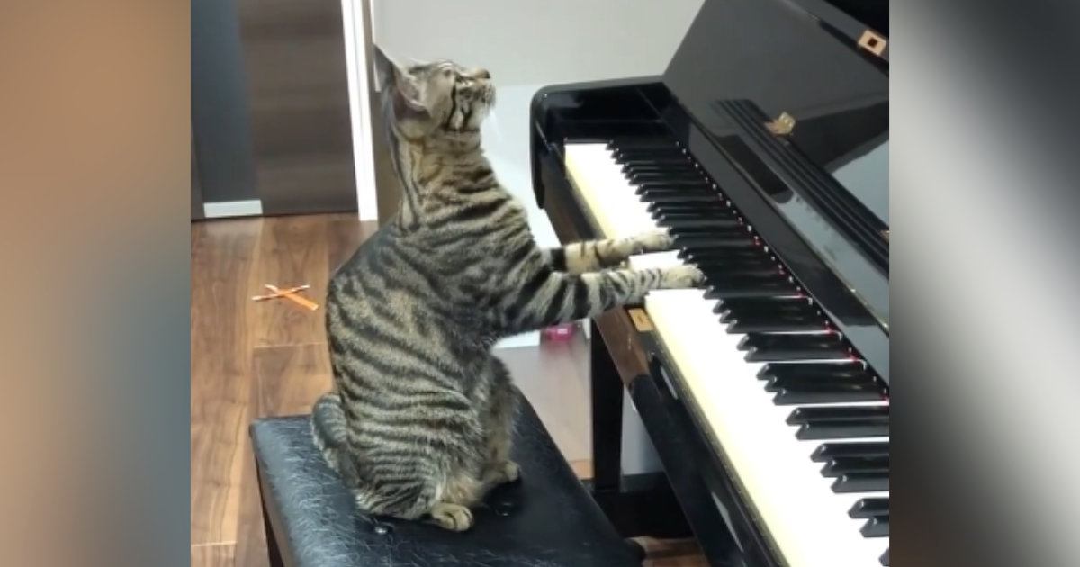 ピアノの前に置いてある『椅子の上にいた猫』→完璧な姿勢で音を鳴らす『驚きの光景』が16万再生「ガチピアニストｗ」「素晴らしい才能」