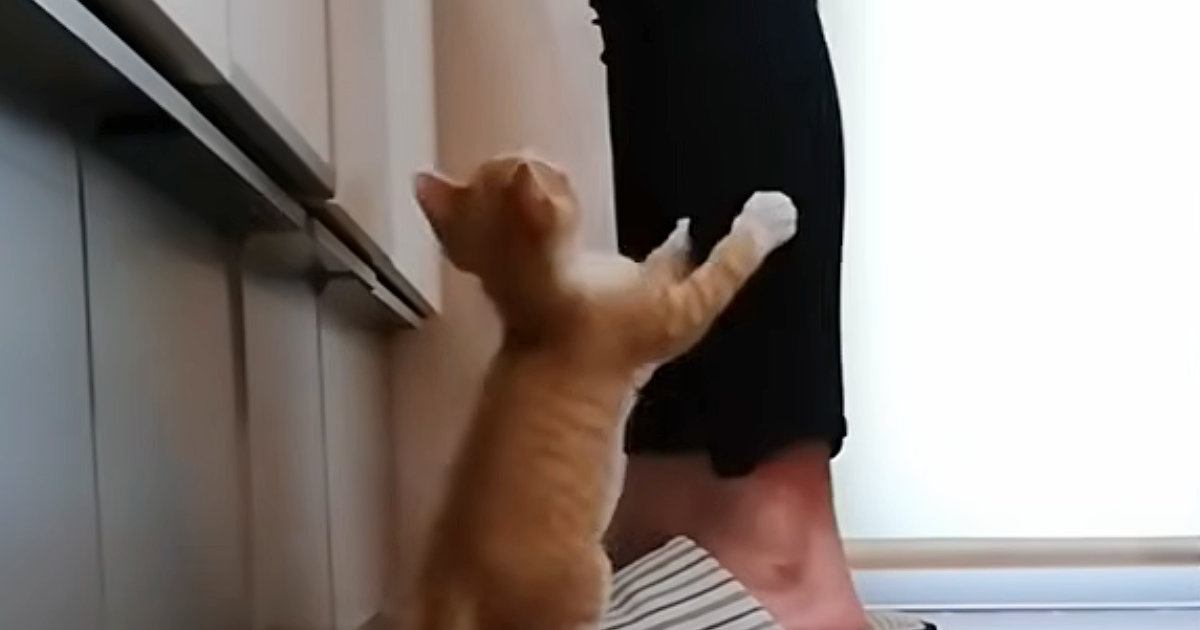 ずっとママのそばを離れなかった『赤ちゃん猫』→５年が経った『現在』は……まさかの光景に「可愛すぎて癒された」「いいなぁー」の声