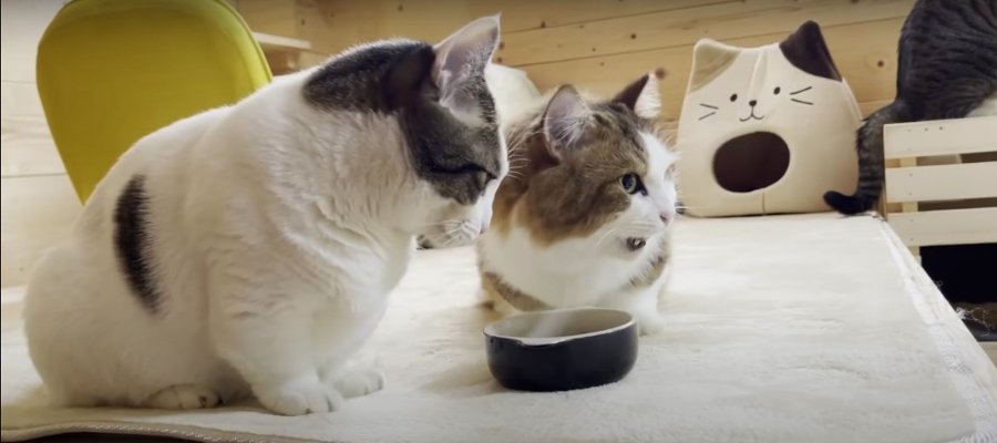 この隙にどうぞどうぞ！猫ちゃん親子の譲り合い♪